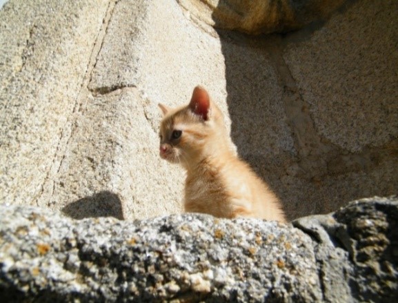 garfield_photo_young